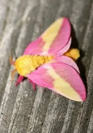 12" x 12" Hooked Rug Table Mat or Wall Hanging - "Rosy Maple Moth" (Finished)